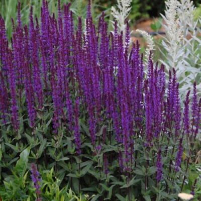 Шалфей КАРАДОНА в Уральске