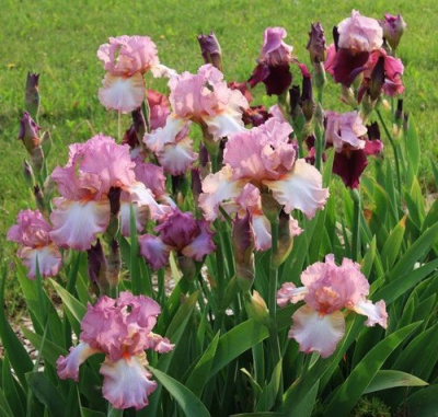 Ирис БЛАШИНГ ПИНК бородатый в Уральске