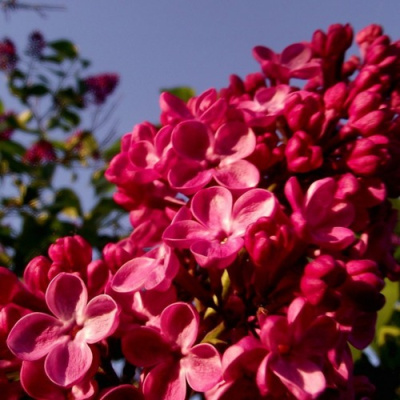 Сирень КРАСНАЯ МОСКВА в Уральске