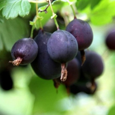 Крыжовник ЧЕРНОМОР в Уральске