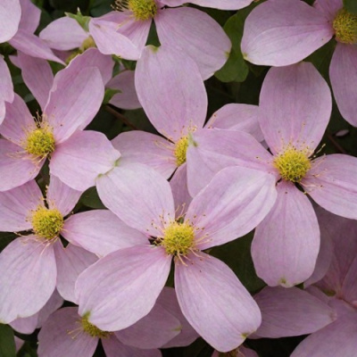 Клематис ГОРНЫЙ в Уральске