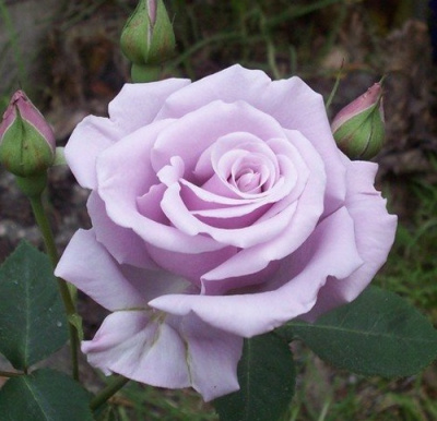 Роза СИЛЬВЕР СТАР чайно-гибридная в Уральске