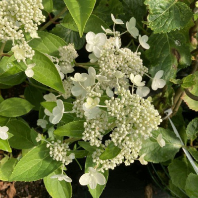 Гортензия ПРИМ ВАЙТ метельчатая в Уральске