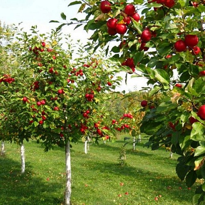Плодовые деревья в Уральске