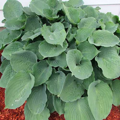 Хоста МУНЛАЙТ СОНАТА гибридная в Уральске