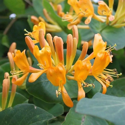 Жимолость ТЕЛЬМАНА в Уральске