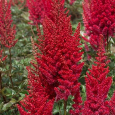 Астильба СКАЙСКРЕЙПЕР китайская в Уральске