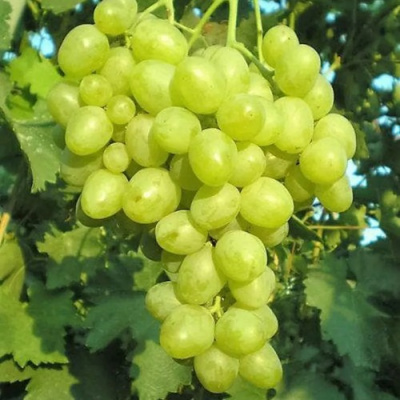ВИНОГРАД СУПЕР ЭКСТРА (ЦИТРИН) в Уральске