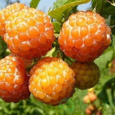 Малина КУМБЕРЛЕНД желтая в Уральске