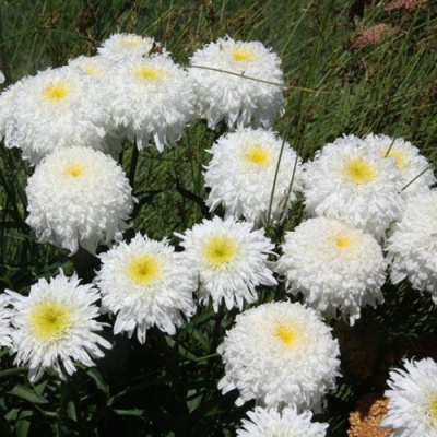 Нивяник ФИОНА ГОГХИЛЛ великолепный в Уральске