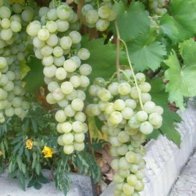 Виноград МУСКАТ ГОЛОДРЫГИ в Уральске