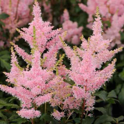 Астильба ЮНИК САЛМОН гибридная в Уральске