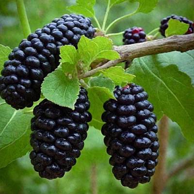 Шелковица плакучая в Уральске