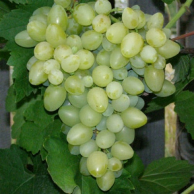 Виноград КИШМИШ АФРОДИТА в Уральске