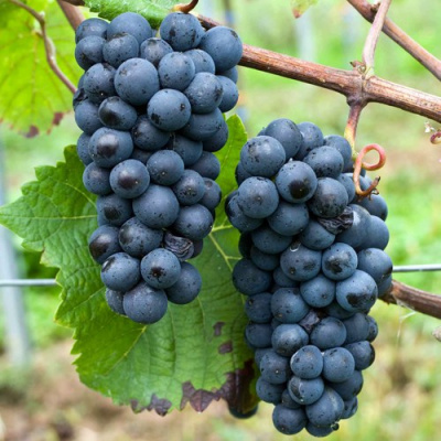 Виноград ПИНО НУАР (ПРЕКОСЕ) в Уральске