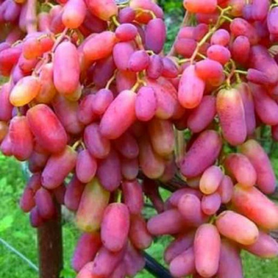 Виноград ЮЛИАН в Уральске