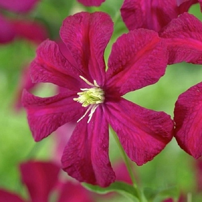 Клематис МАДАМ ДЖУЛИЯ КОРРЕВОН в Уральске