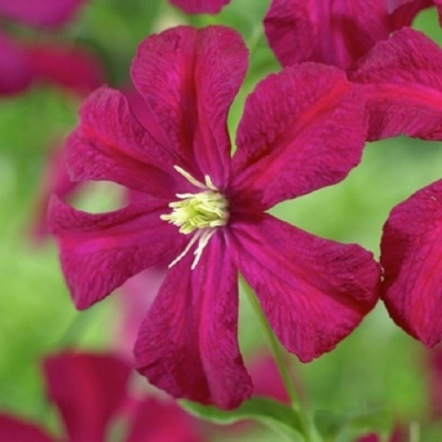 Клематис МАДАМ ДЖУЛИЯ КОРРЕВОН в Уральске