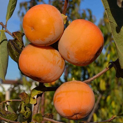 Хурма РОССИЯНКА в Уральске