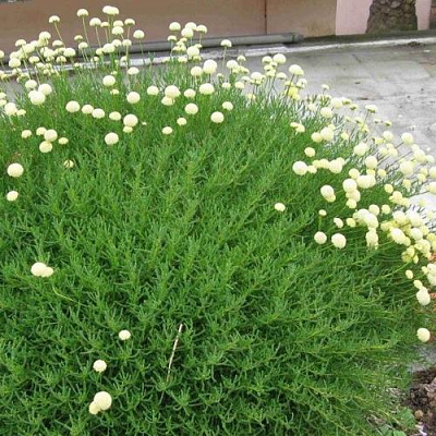 Сантолина зеленеющая в Уральске