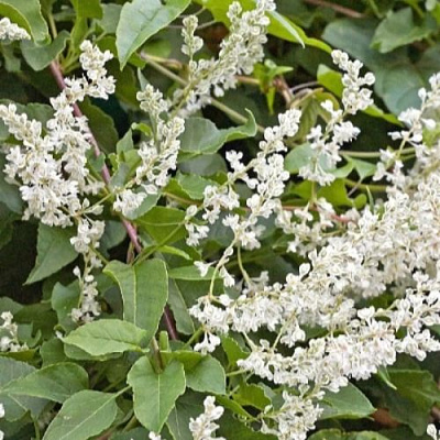 Фаллопия АУБЕРТА в Уральске