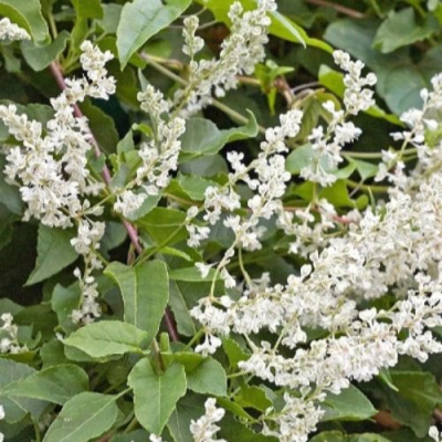 Фаллопия АУБЕРТА в Уральске