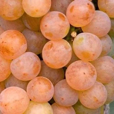 Виноград ПЛАТОВСКИЙ в Уральске
