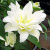 Лилия БЛИЗЗАРД восточная махровая — описание сорта Лилия БЛИЗЗАРД восточная махровая в Уральске