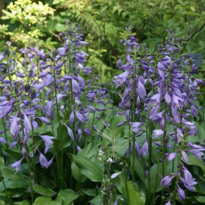 Хоста ГАРРИ ВАН ТРИЕР в Уральске