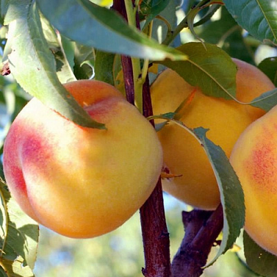 Колонновидные персики в Уральске