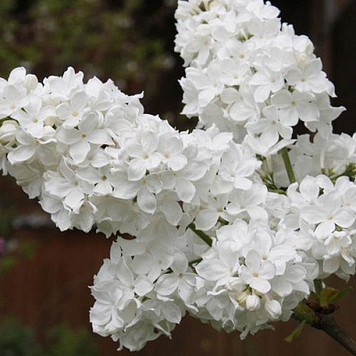 Сирень ФЛОРА в Уральске