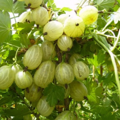 Крыжовник ИНВИКТА в Уральске