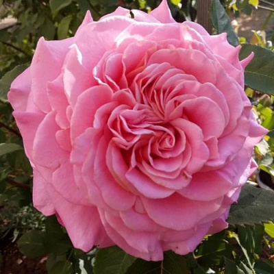 Роза ЭШЛИ чайно-гибридная в Уральске