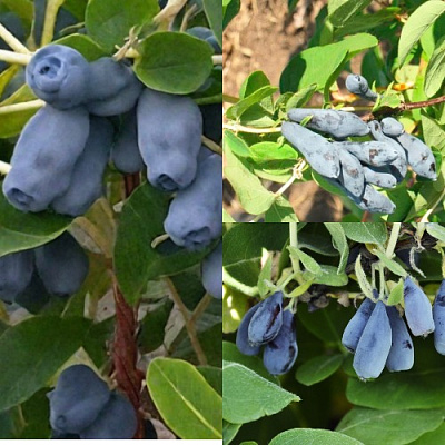 Комплект СЕВЕРНЫЕ ВИТАМИНЫ в Уральске