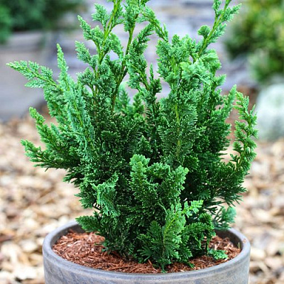 Кипарисовик ВИСЕЛЛИ лавсона в Уральске