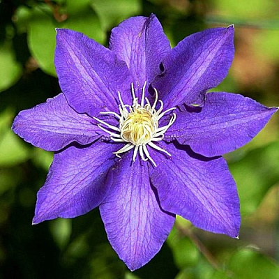 Клематис ЗЕ ПРЕЗИДЕНТ в Уральске