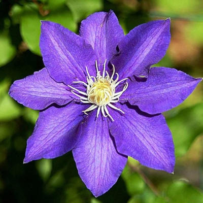 Клематис ЗЕ ПРЕЗИДЕНТ в Уральске