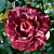 Роза БРАУНИ плетистая в Уральске