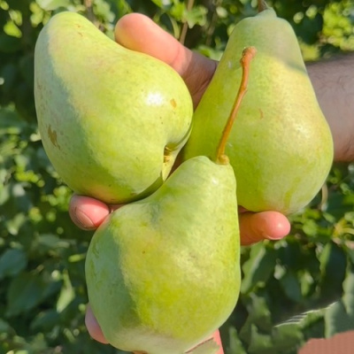 Груша САНТА-КЛАУС в Уральске