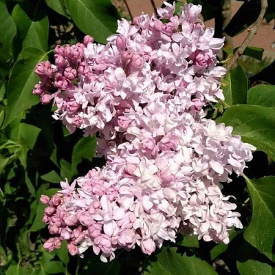 Сирень МИЛОСЕРДИЕ в Уральске