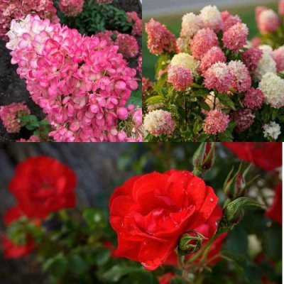 Комплект РОЗОВЫЙ ЗАКАТ в Уральске