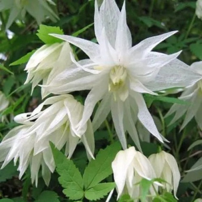 Княжик АЛЬБИНА ПЛЕНА белый махровый в Уральске