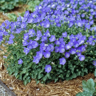 Колокольчик САНТА карпатский в Уральске