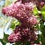 Сирень МЕДОВЫЙ СПАС в Уральске