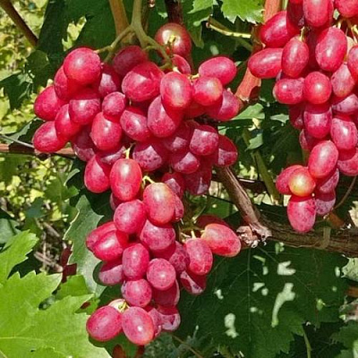 Виноград БАСАНТИ в Уральске