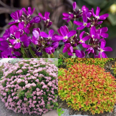 Комплект ЯПОНСКИЙ САД в Уральске