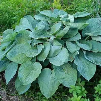 Хоста ЭЛЕГАНС Зибольда в Уральске