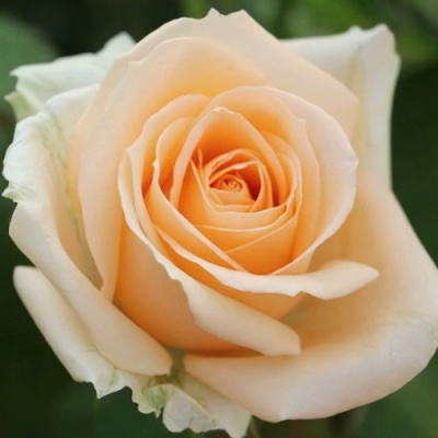 Роза ПИЧ АВАЛАНЖ чайно-гибридная в Уральске