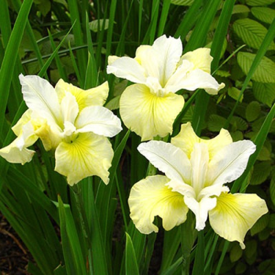 Ирис ЙЕЛЛОУ ТЕЙЛ сибирский в Уральске