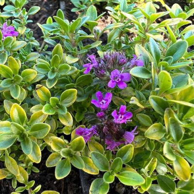 Тимьян АРЧЕРЗ ГОЛД в Уральске